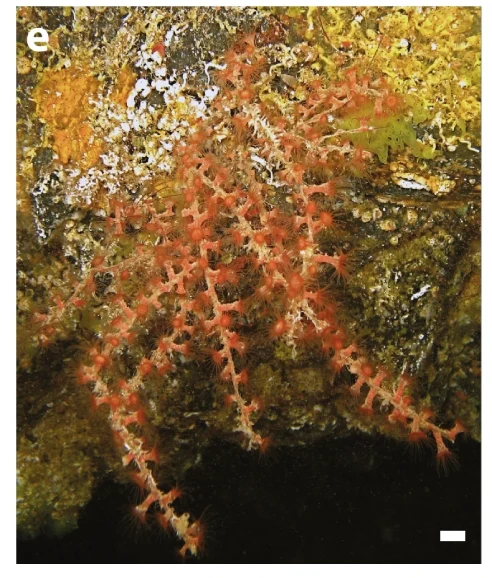 Tanacetipathes cavernicola