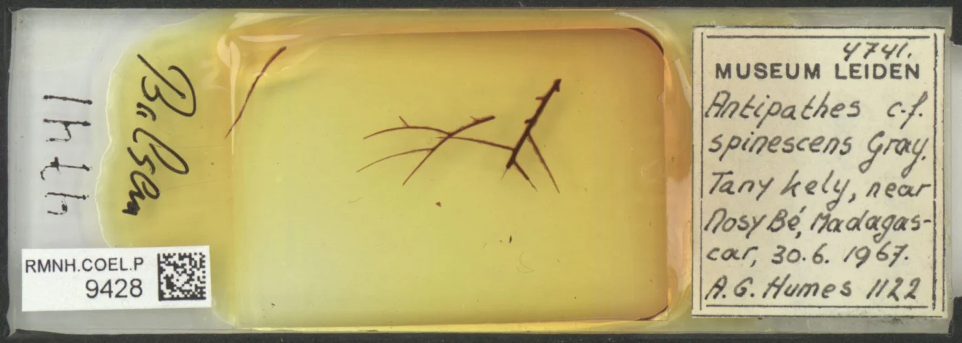 Tanacetipathes spinescens