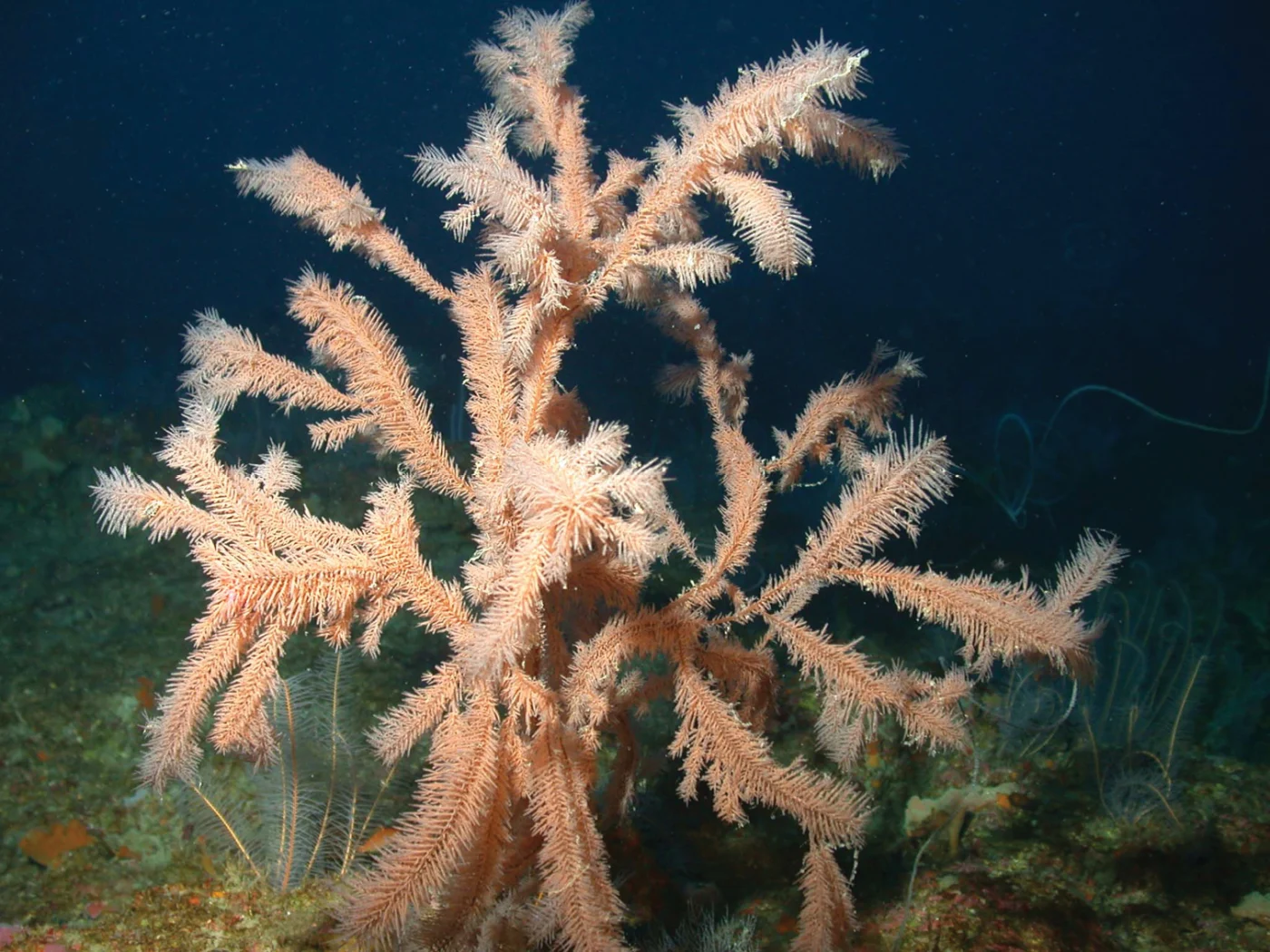 Tanacetipathes squamosa