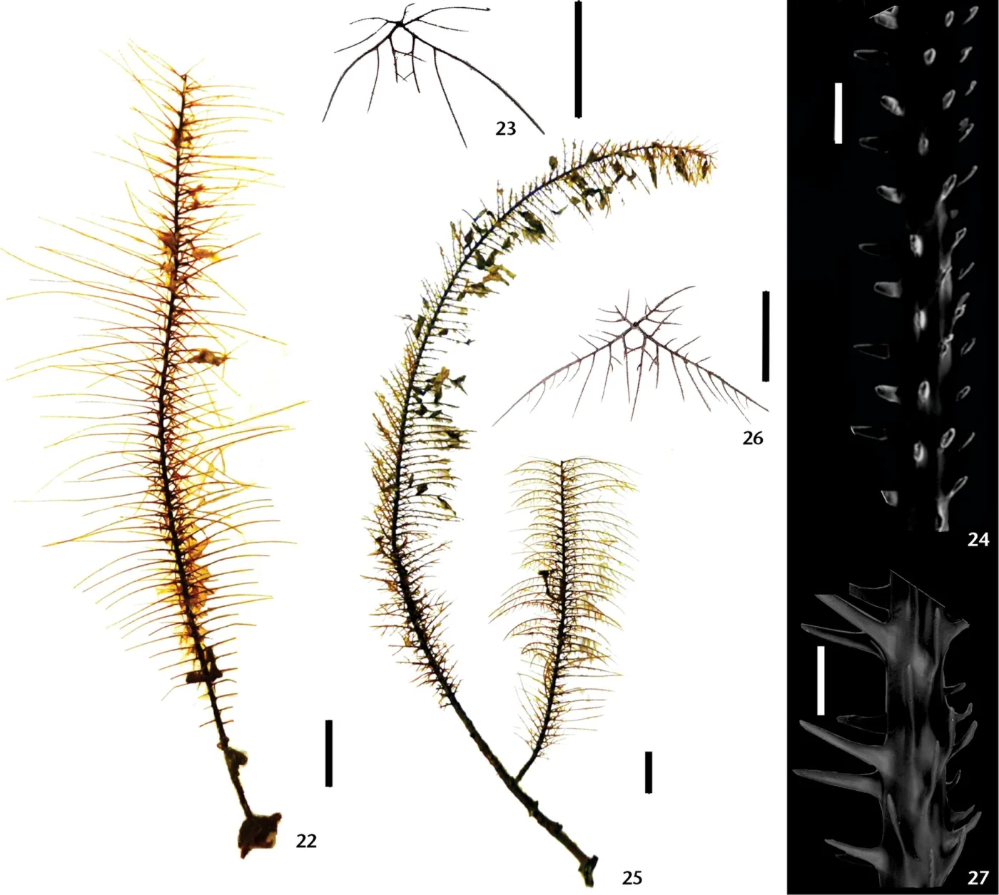Tanacetipathes thamnea