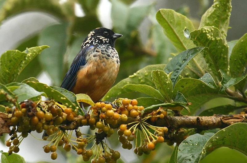 Spangle-cheeked Tanager
