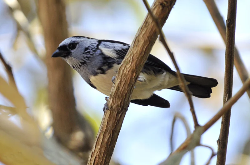 Turquoise Tanager