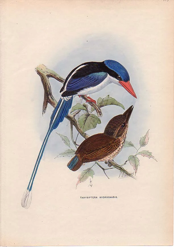 Little Paradise Kingfisher