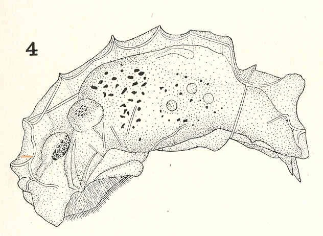 Taphrocampa annulosa