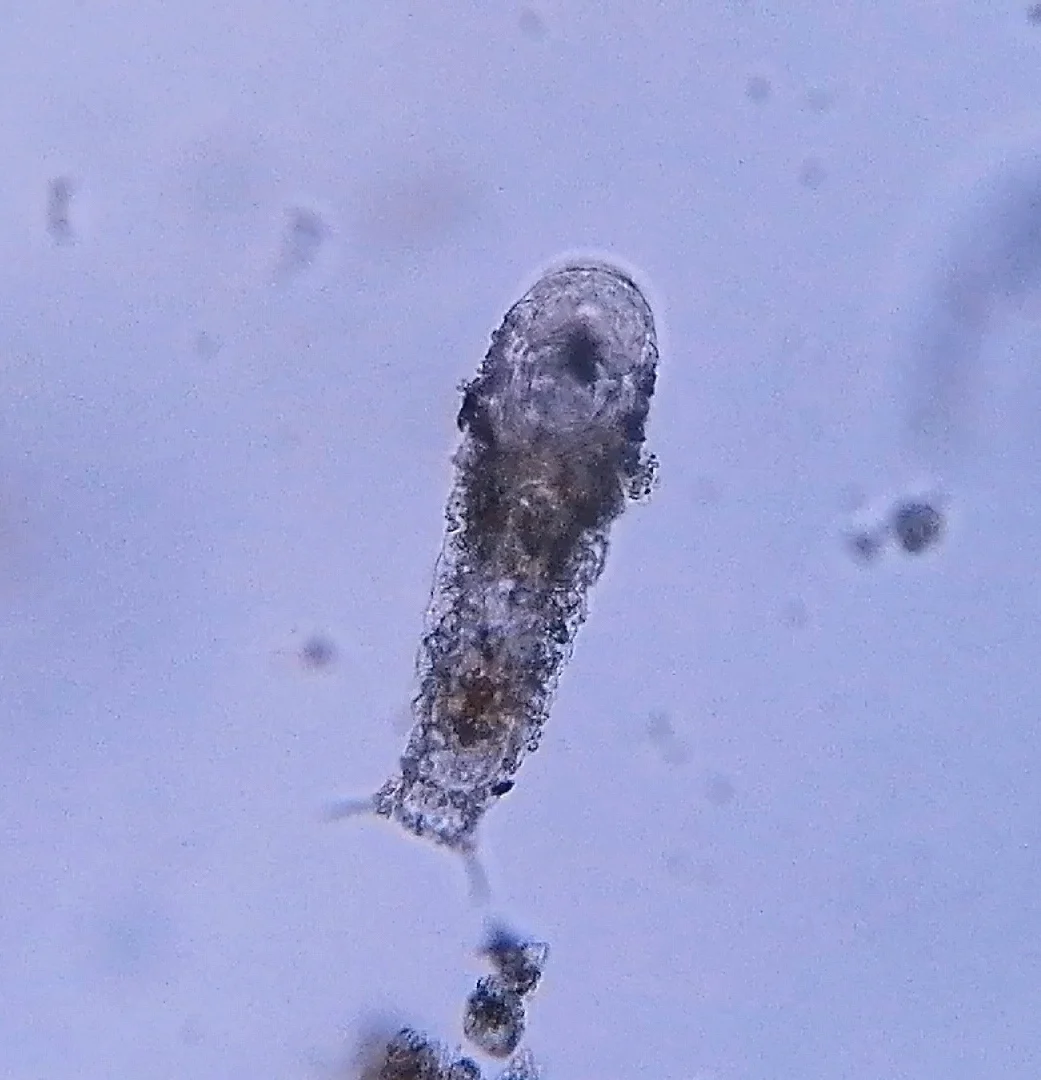 Taphrocampa selenura