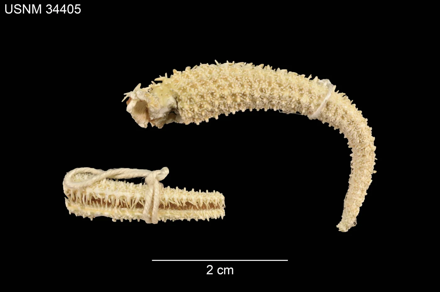 Tarsaster cocosanus