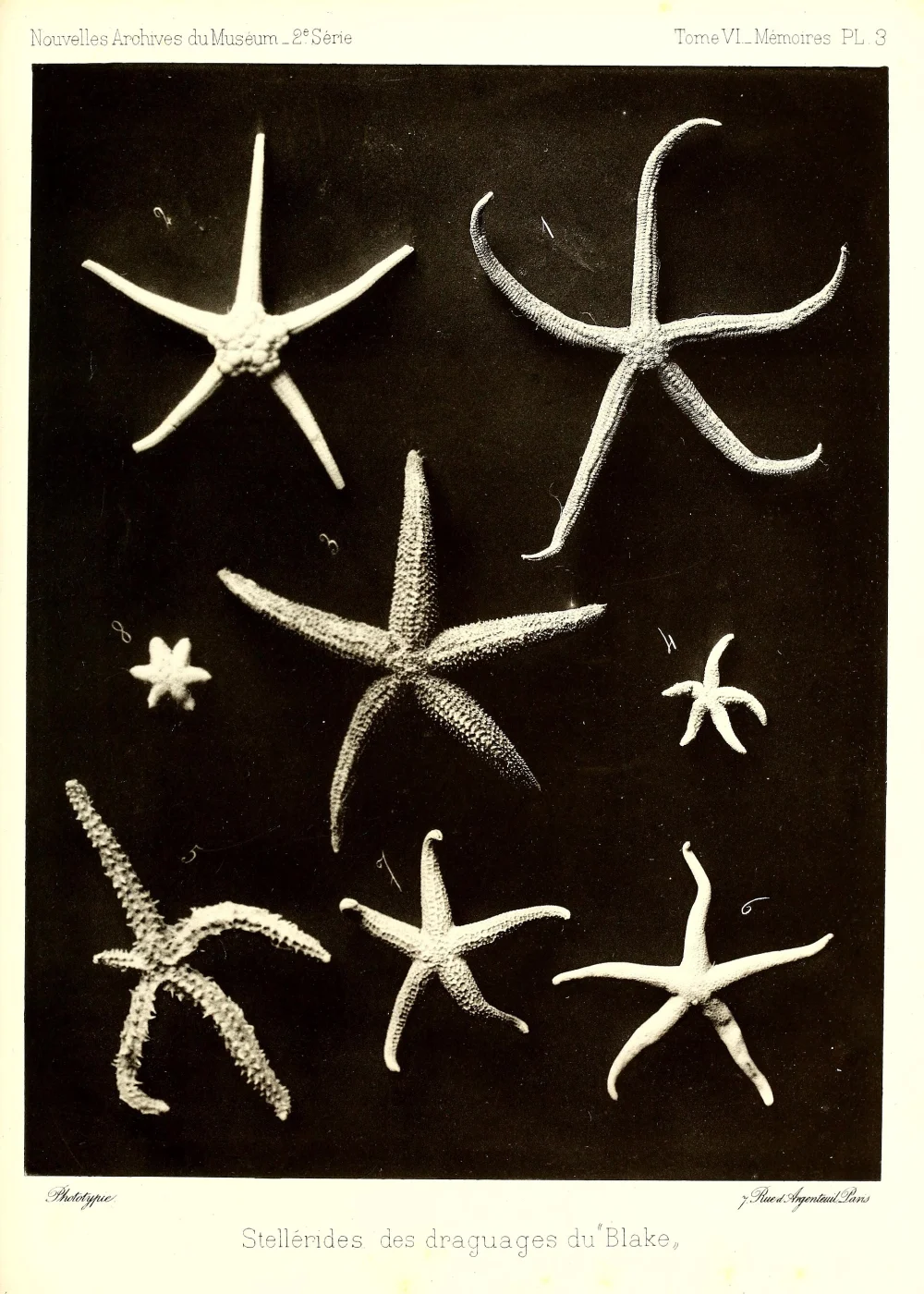Tarsaster fascicularis