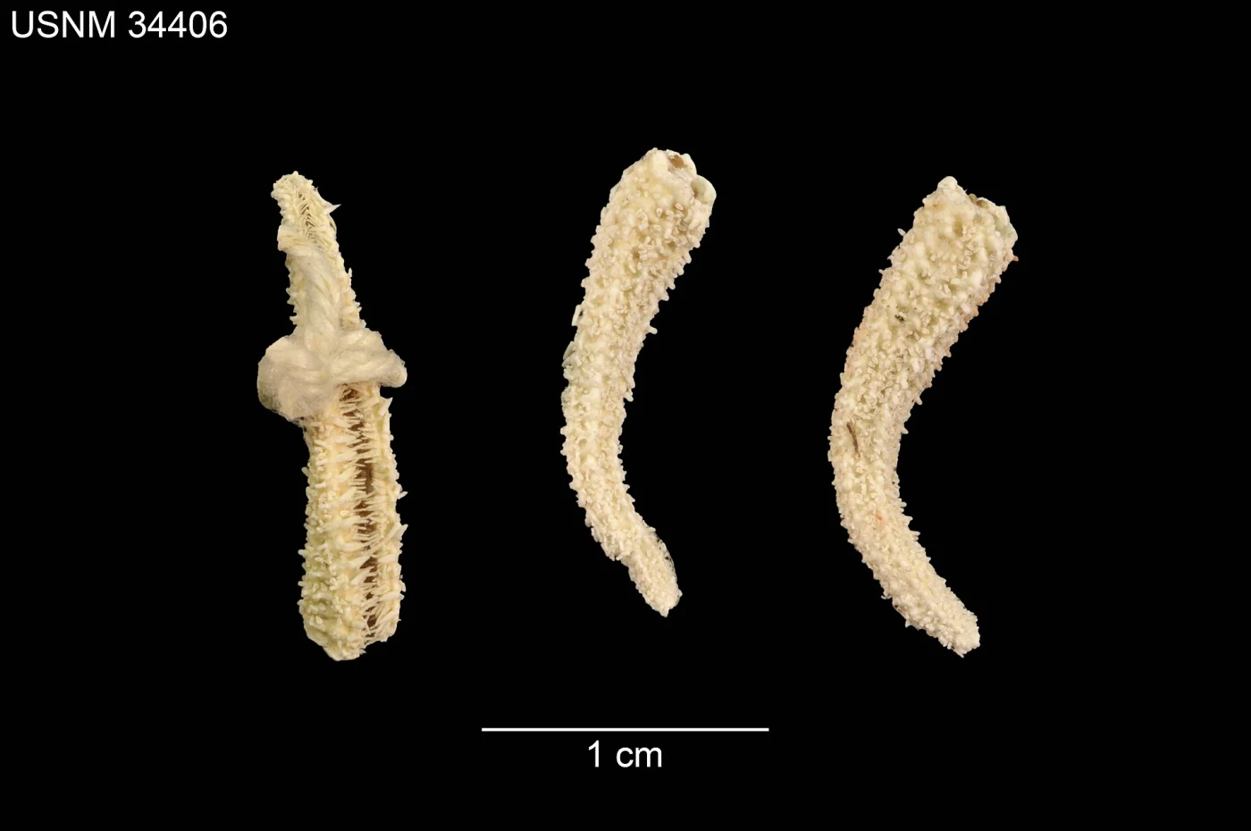 Tarsaster galapagensis