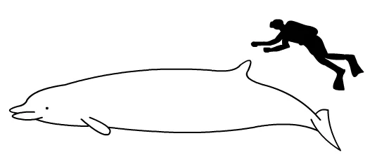 Shepherd s Beaked Whale