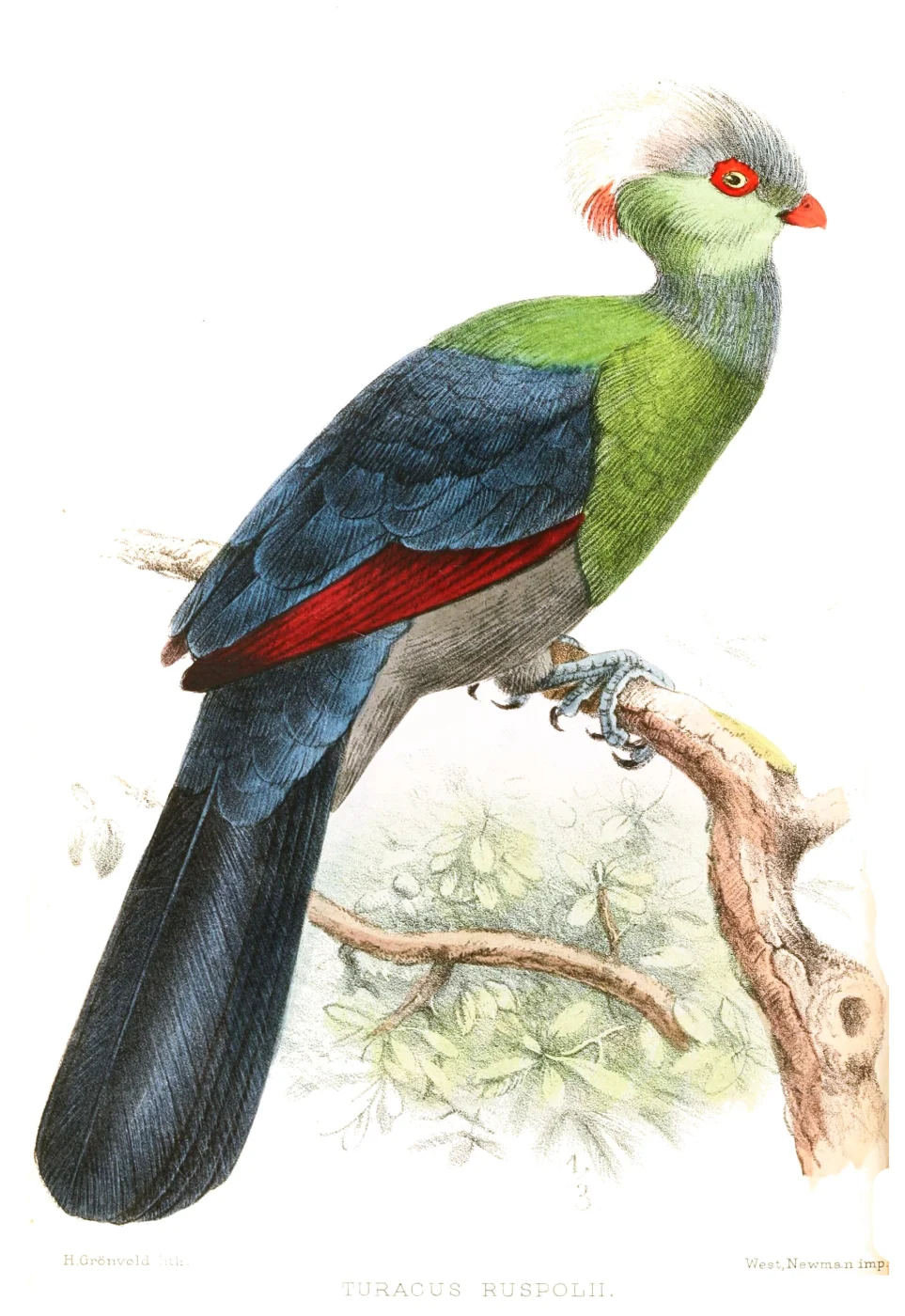 Prince Ruspoli's Turaco