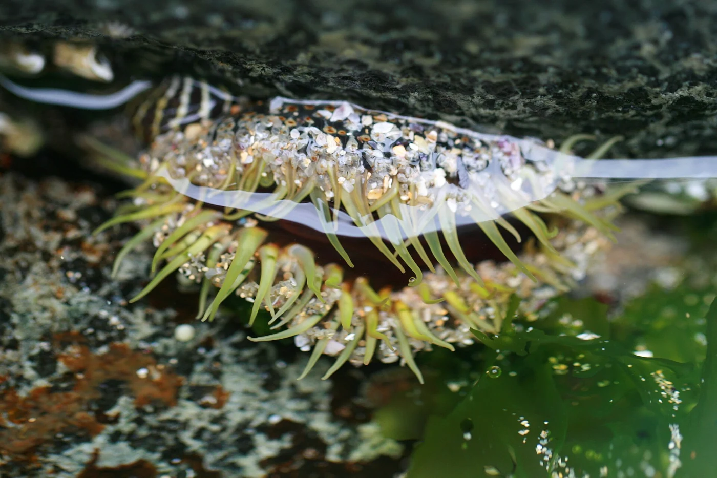Tealidium cingulatum
