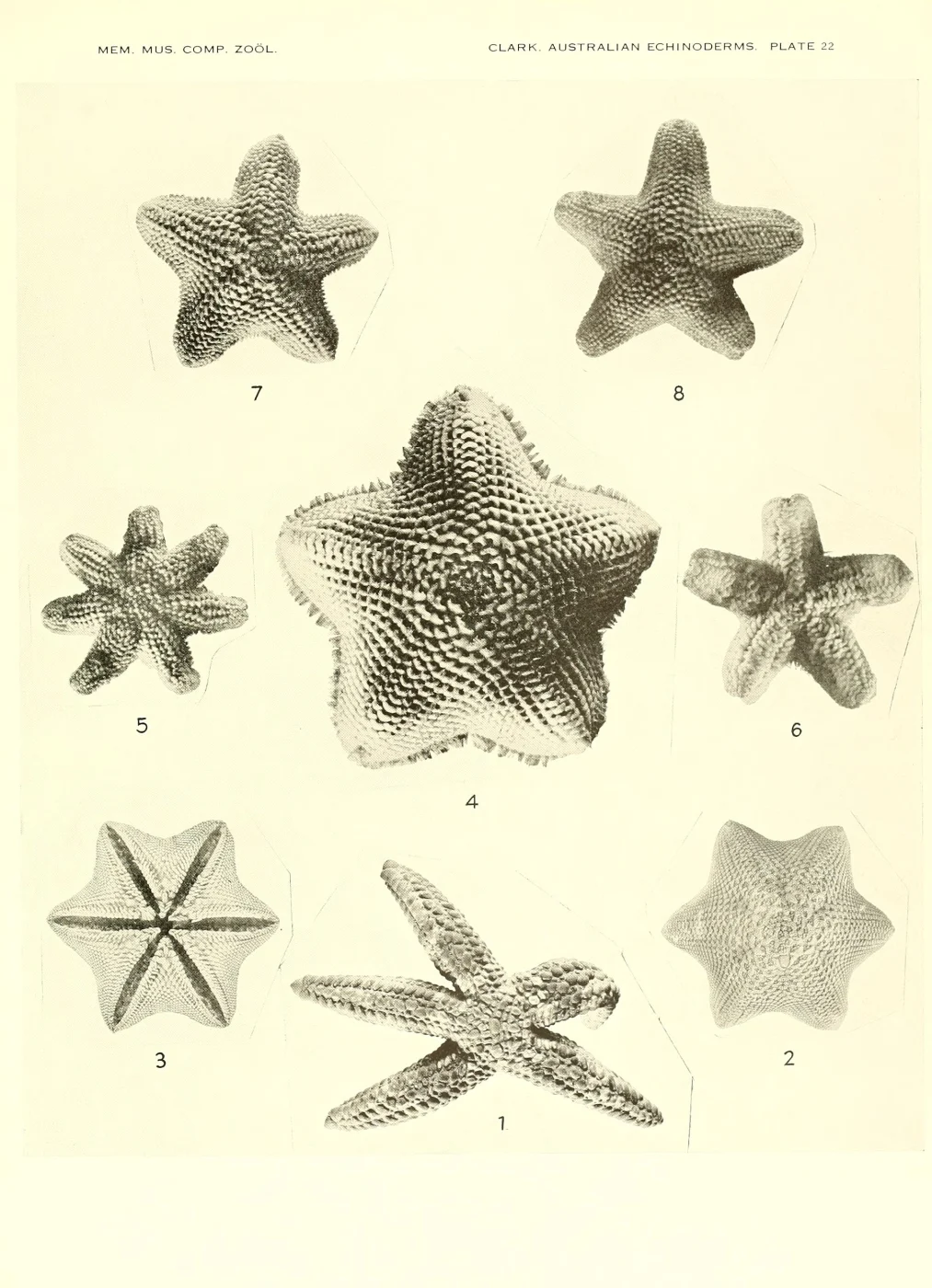Tegulaster alba