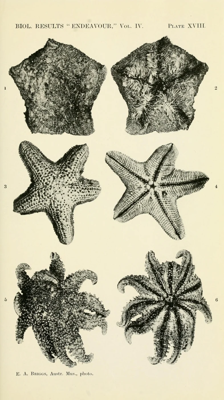 Tegulaster leptalacantha