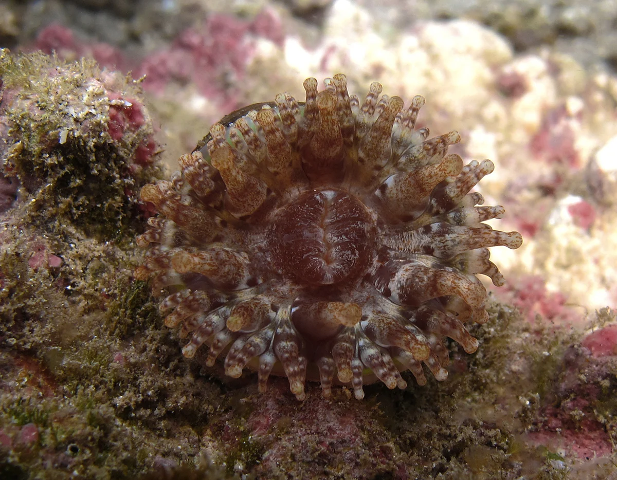 Telmatactis decora