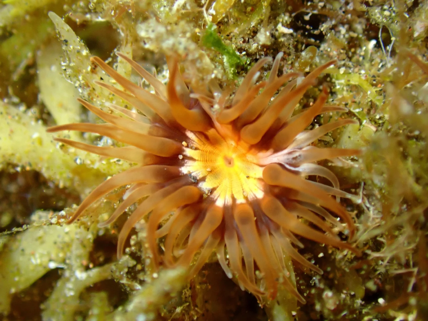 Telmatactis forskalii