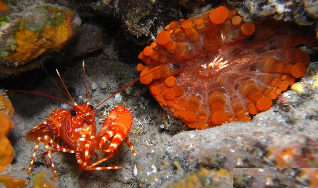 Telmatactis rufa