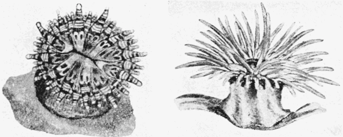 Telmatactis vermiformis