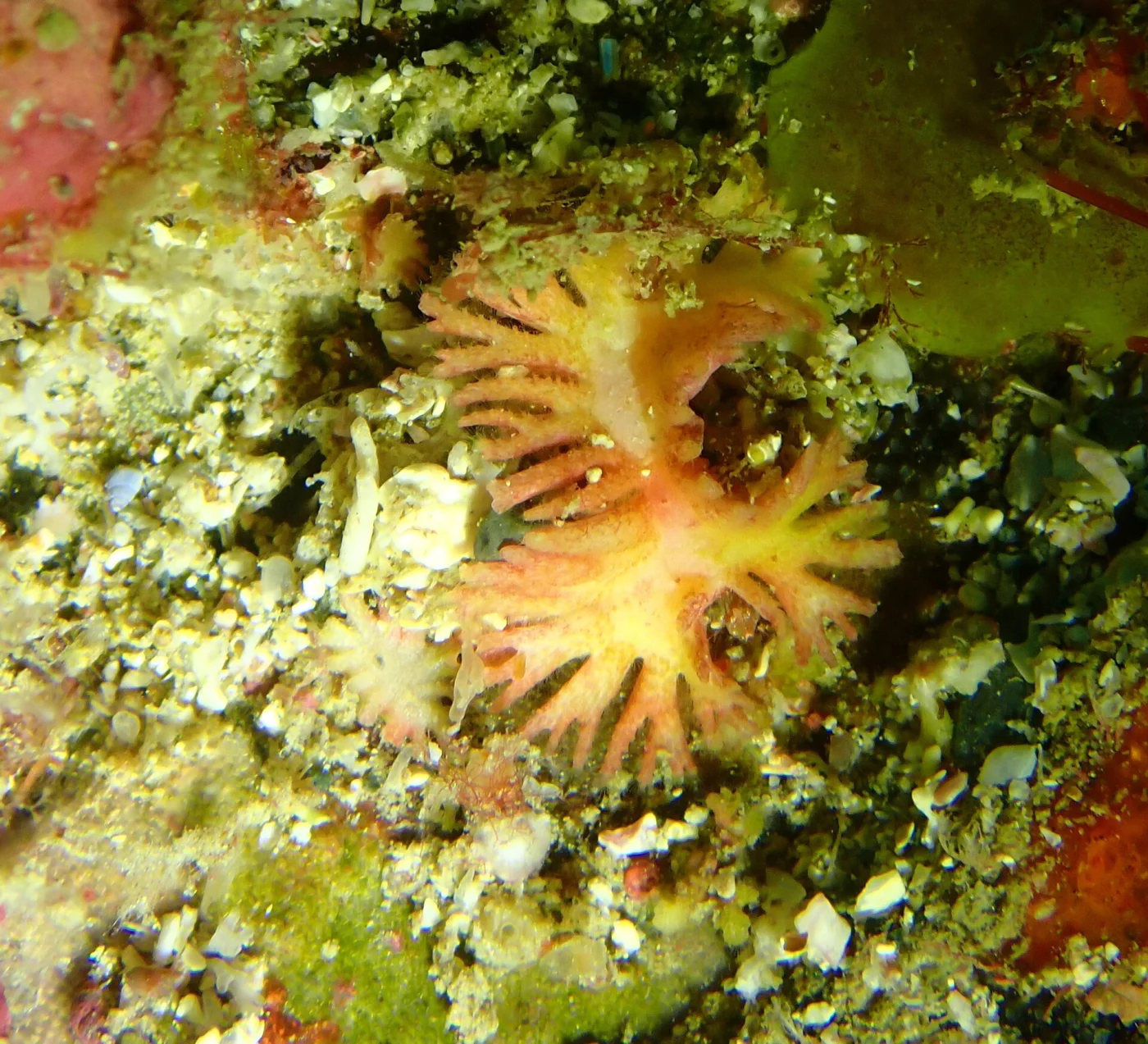 Telopora lobata