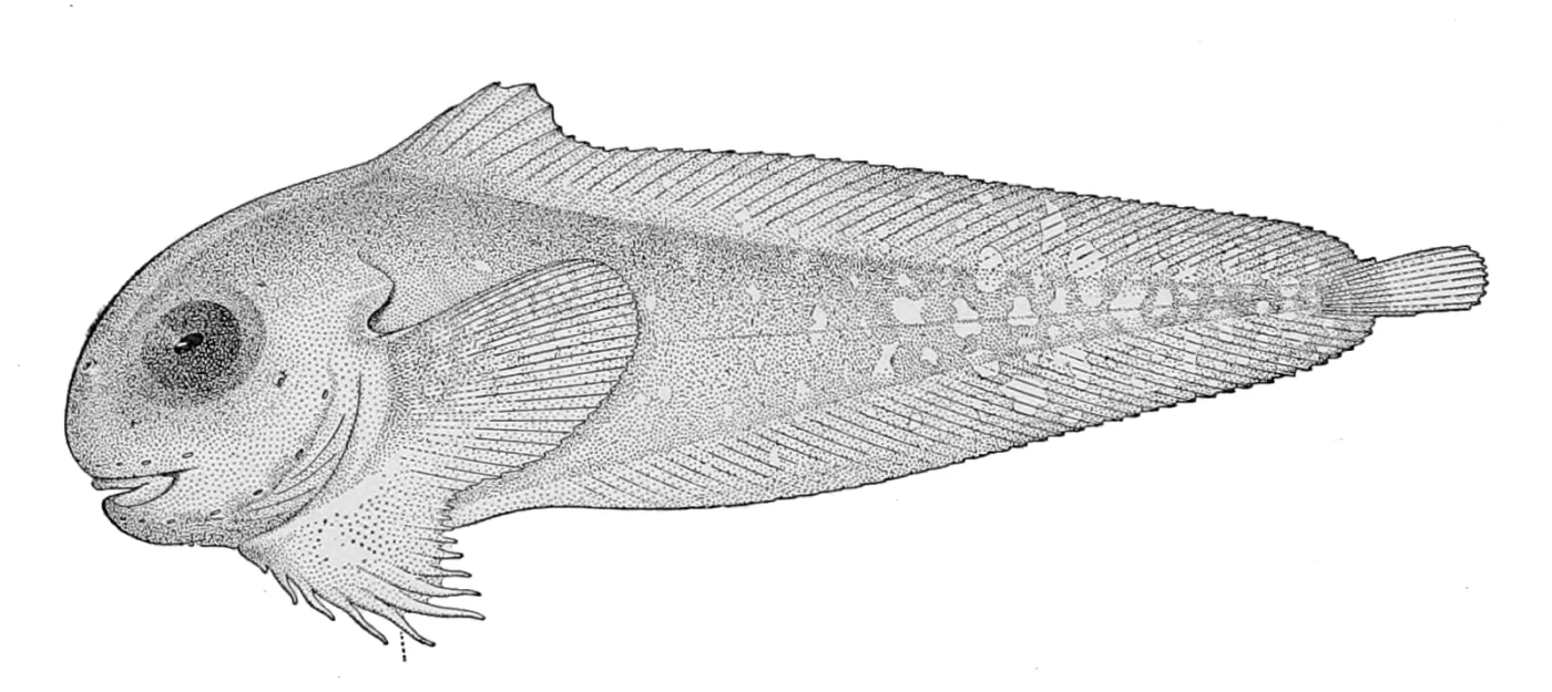 bigeye snailfish