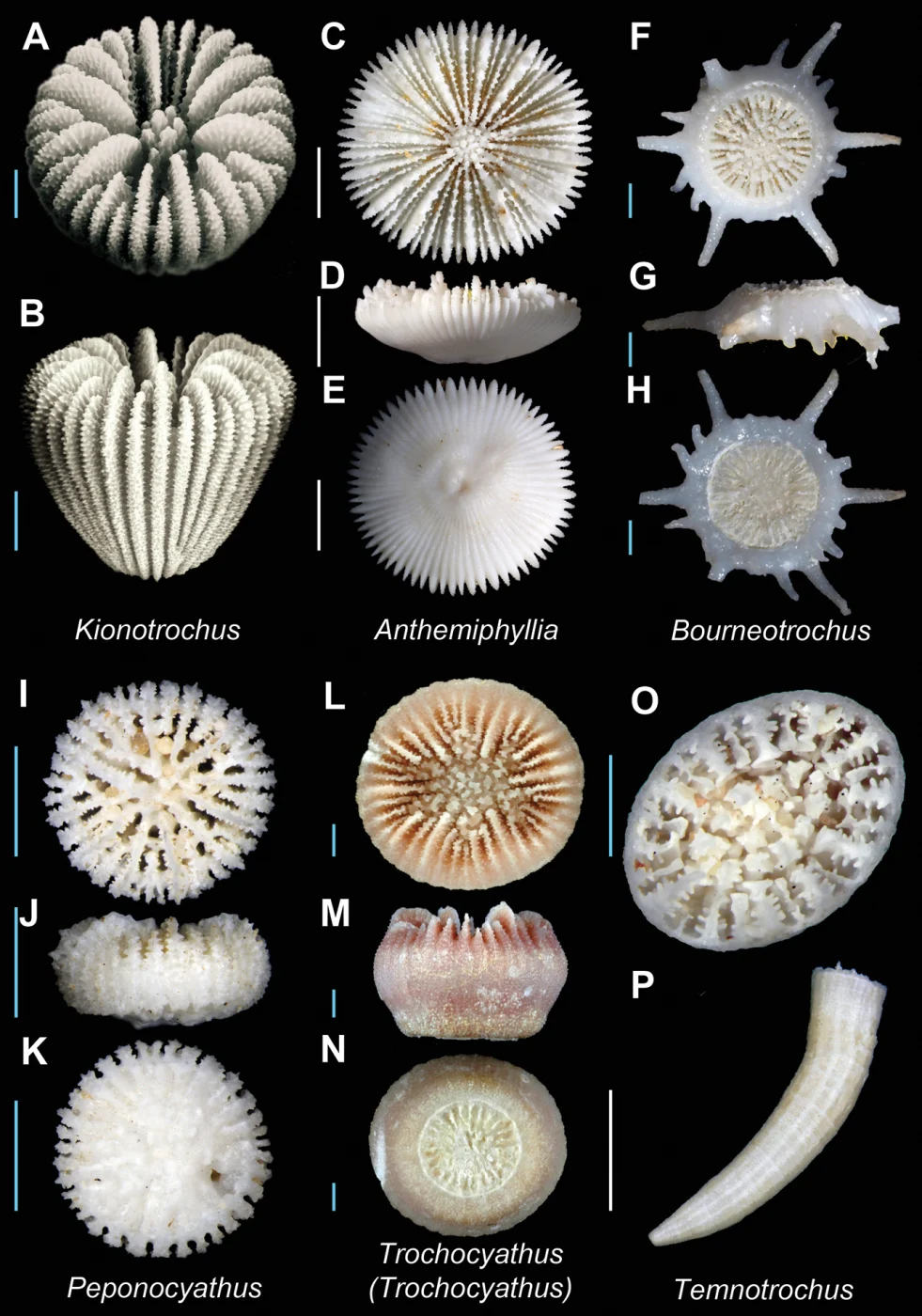 Temnotrochus kermadecensis