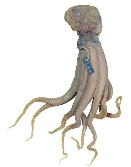 Teretoctopus alcocki