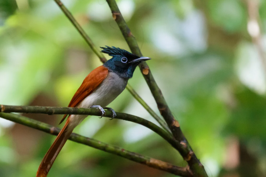 Asian Paradise Flycatcher