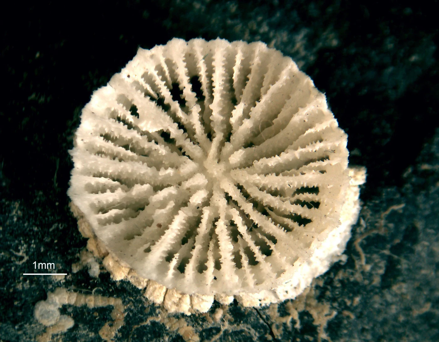 Tethocyathus endesa