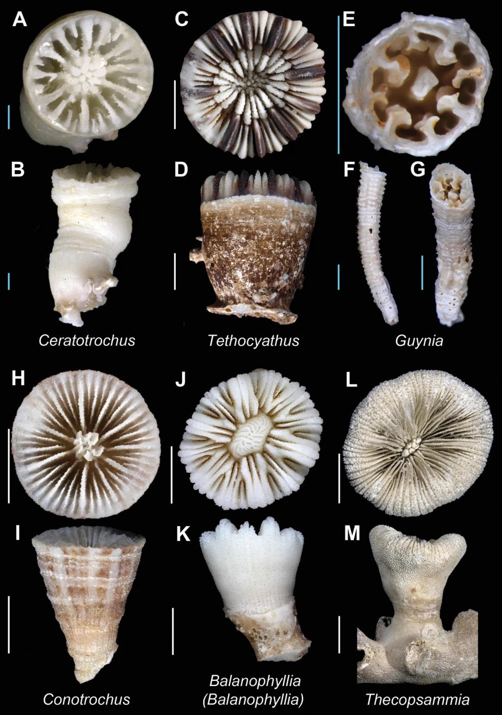 Tethocyathus virgatus
