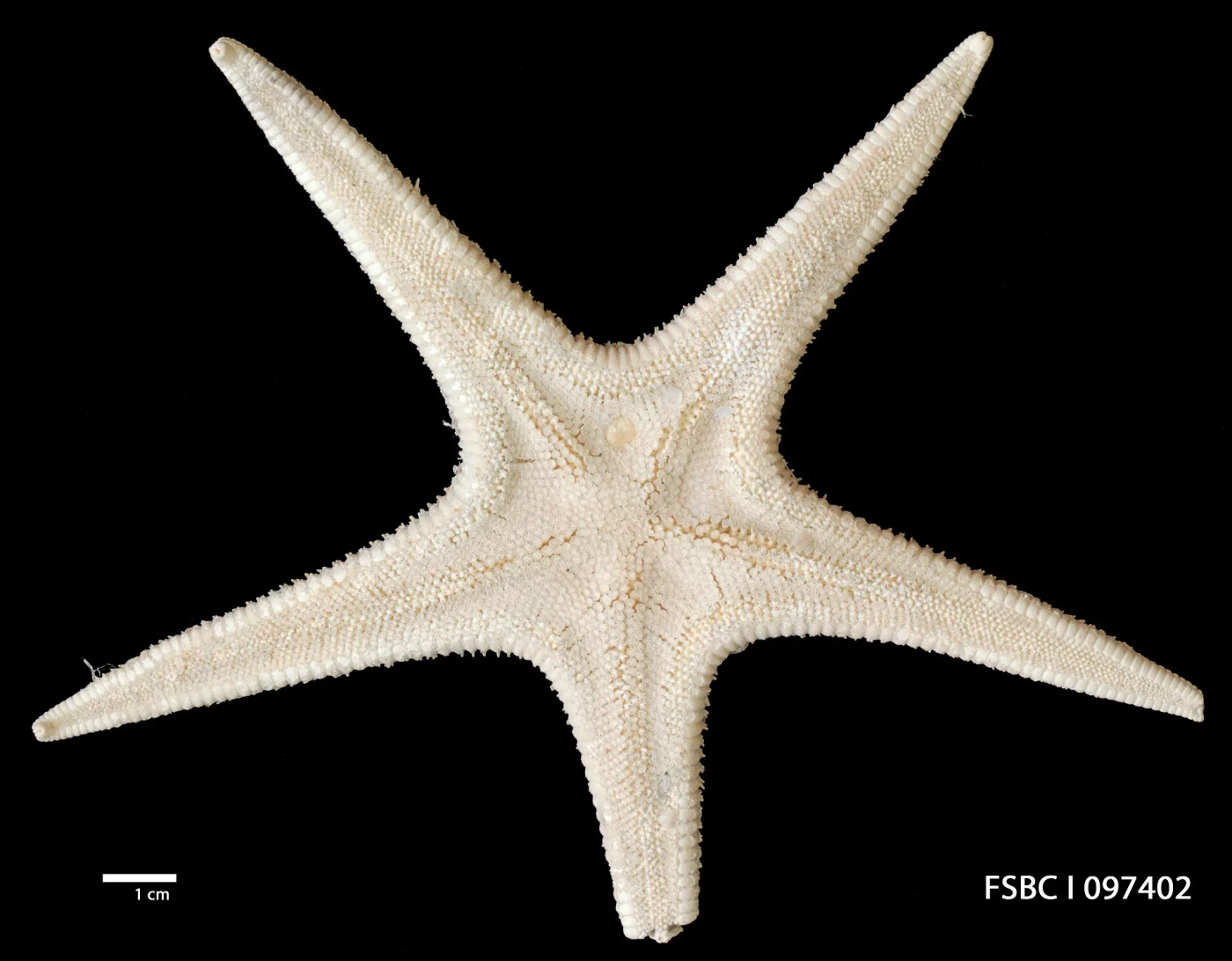 Tethyaster guerangeri