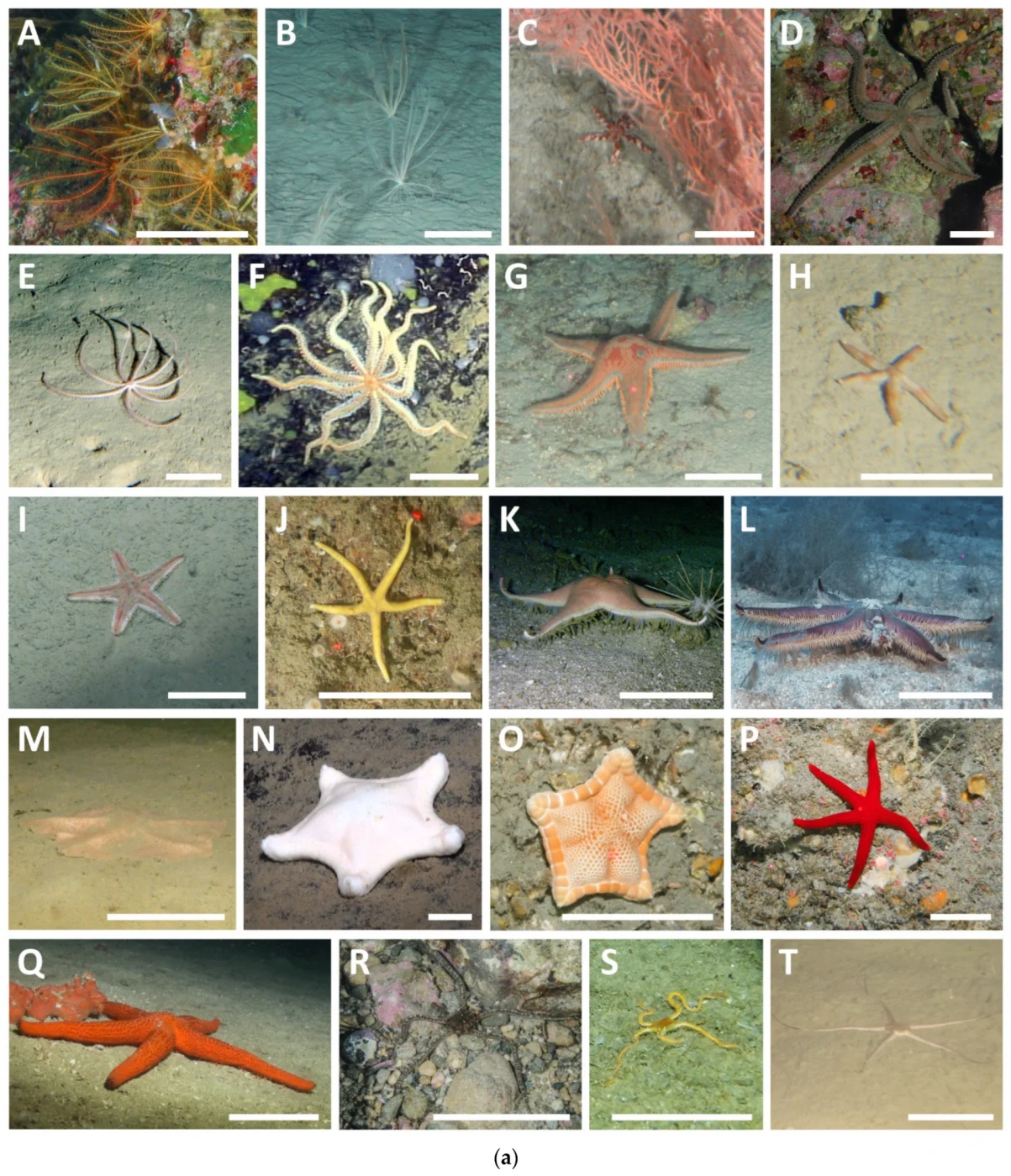 Tethyaster subinermis
