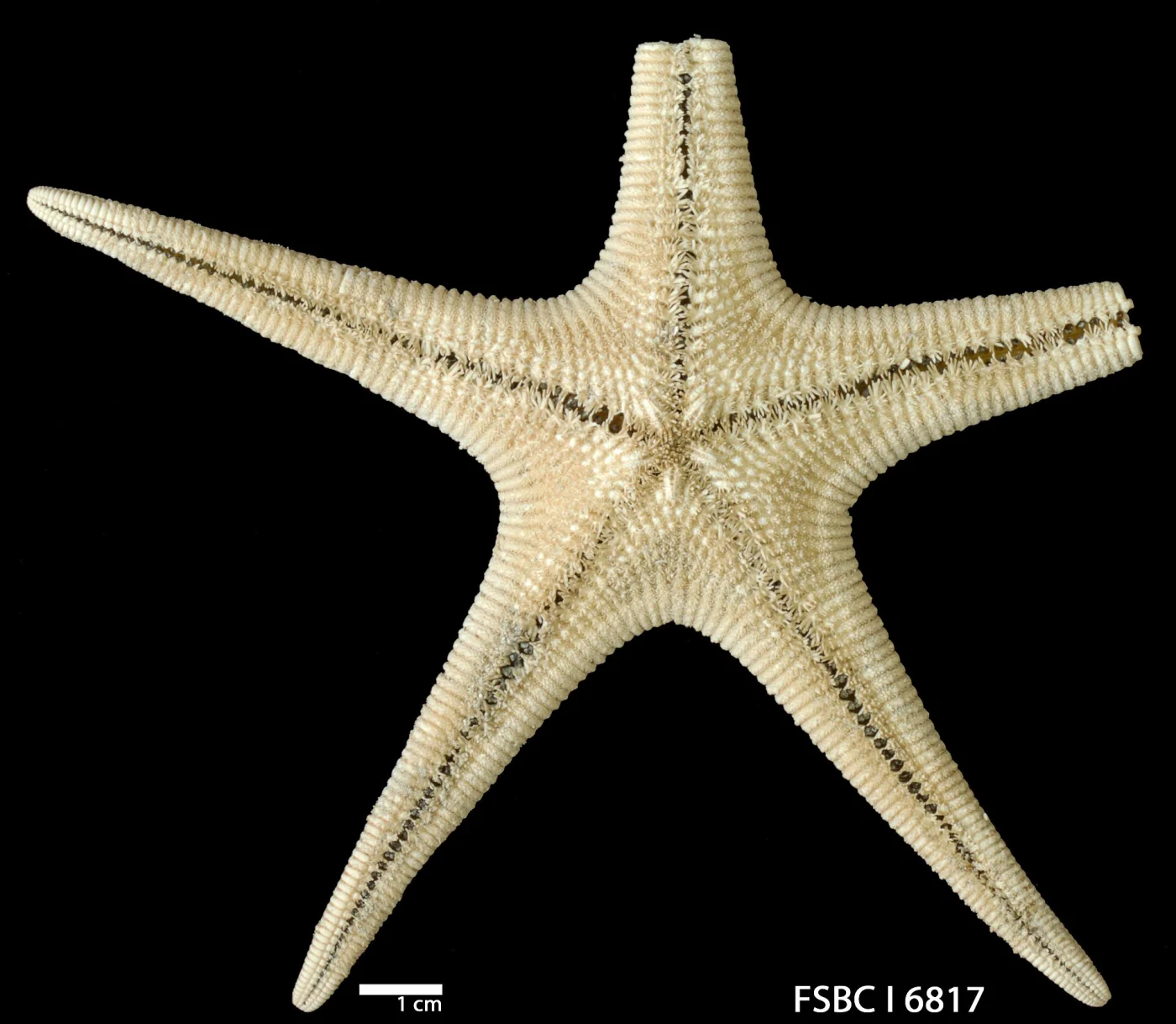 Tethyaster vestitus