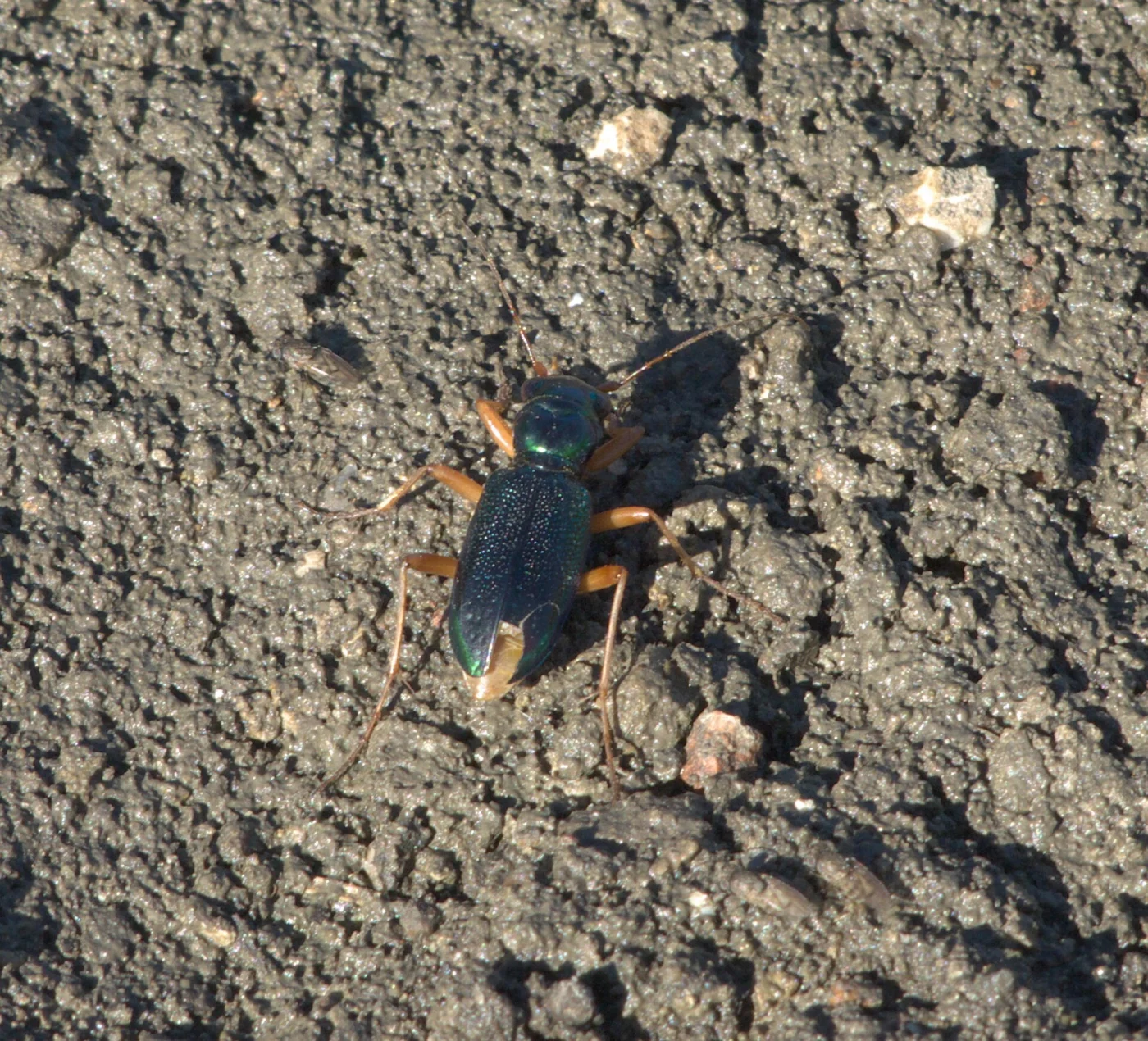 Virginia Big-headed Tiger Beetle