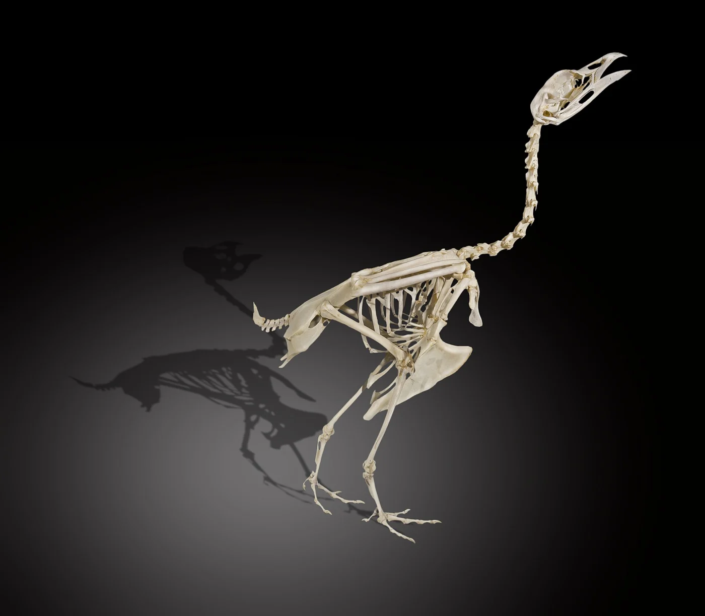 Capercaillie