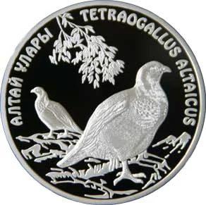 Altai Snowcock
