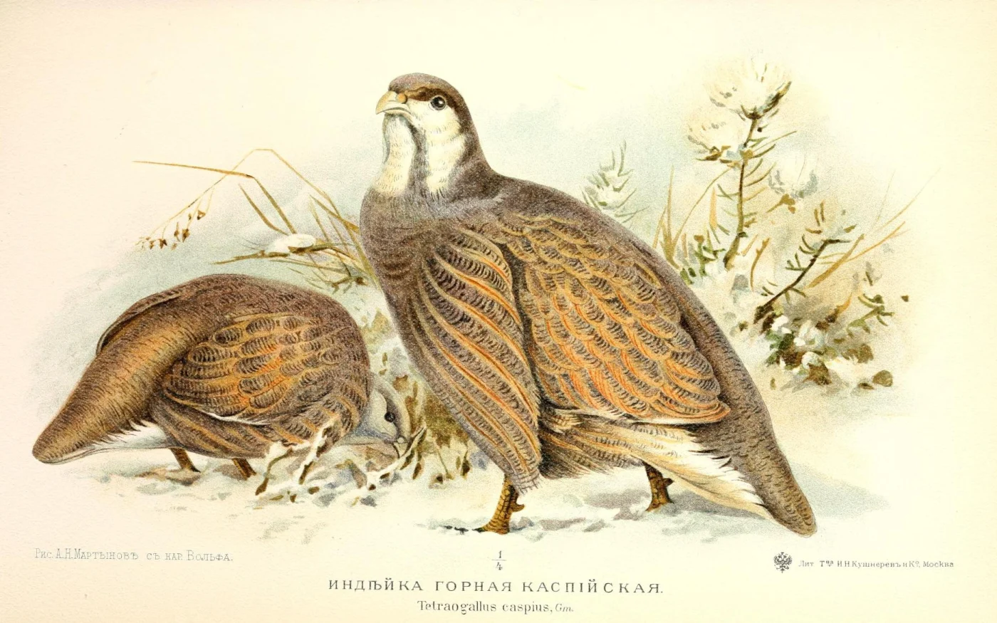 Caspian Snowcock