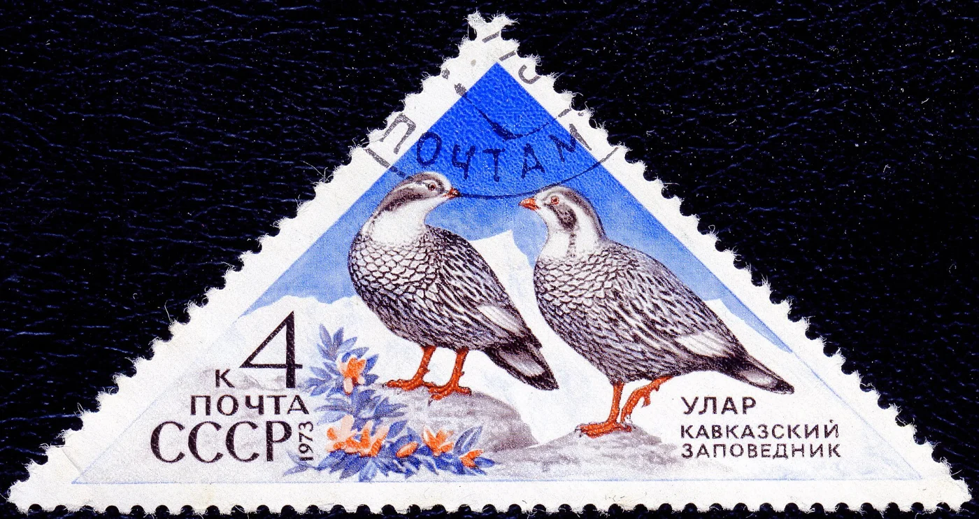 Caucasian Snowcock