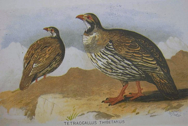 Tibetan Snowcock