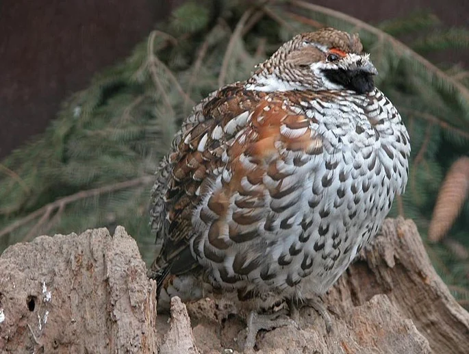 Hazel Grouse