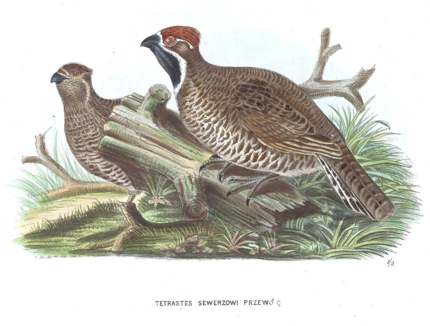 Chinese Grouse