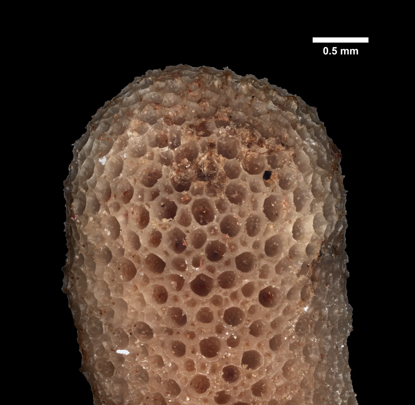 Tetrocycloecia magna