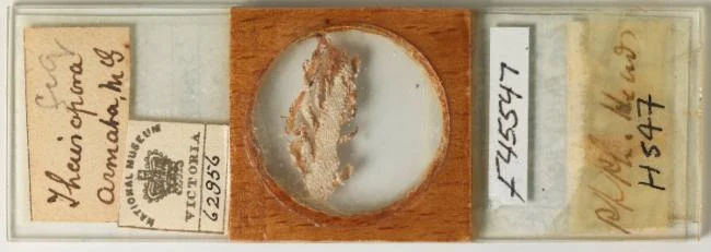 Thairopora armata