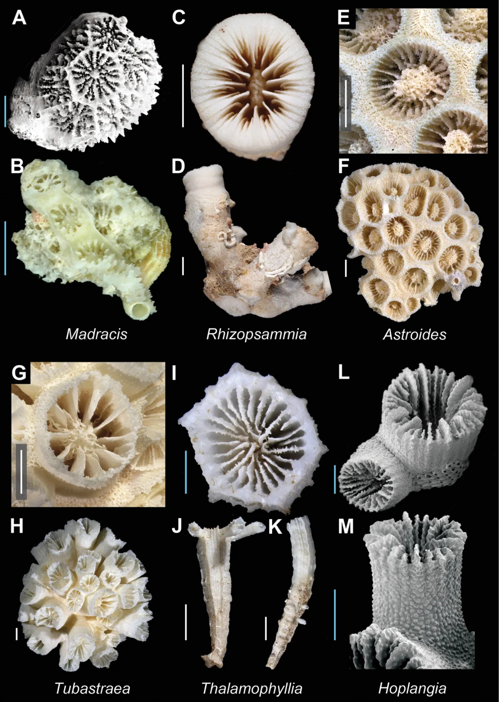 Thalamophyllia gombergi