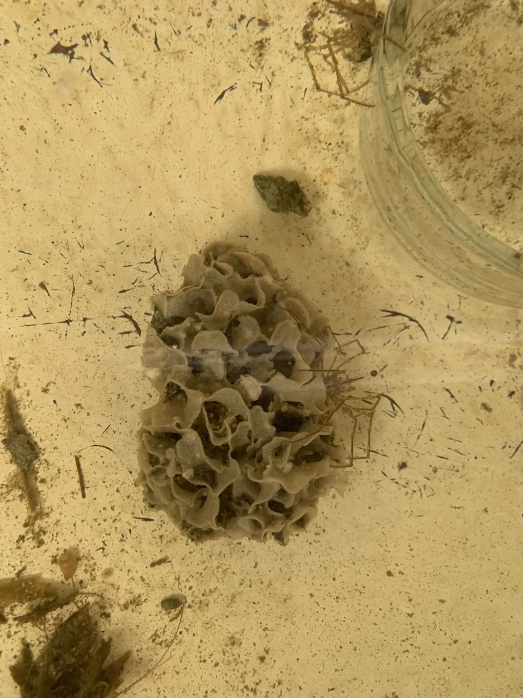 Lettuce Bryozoan