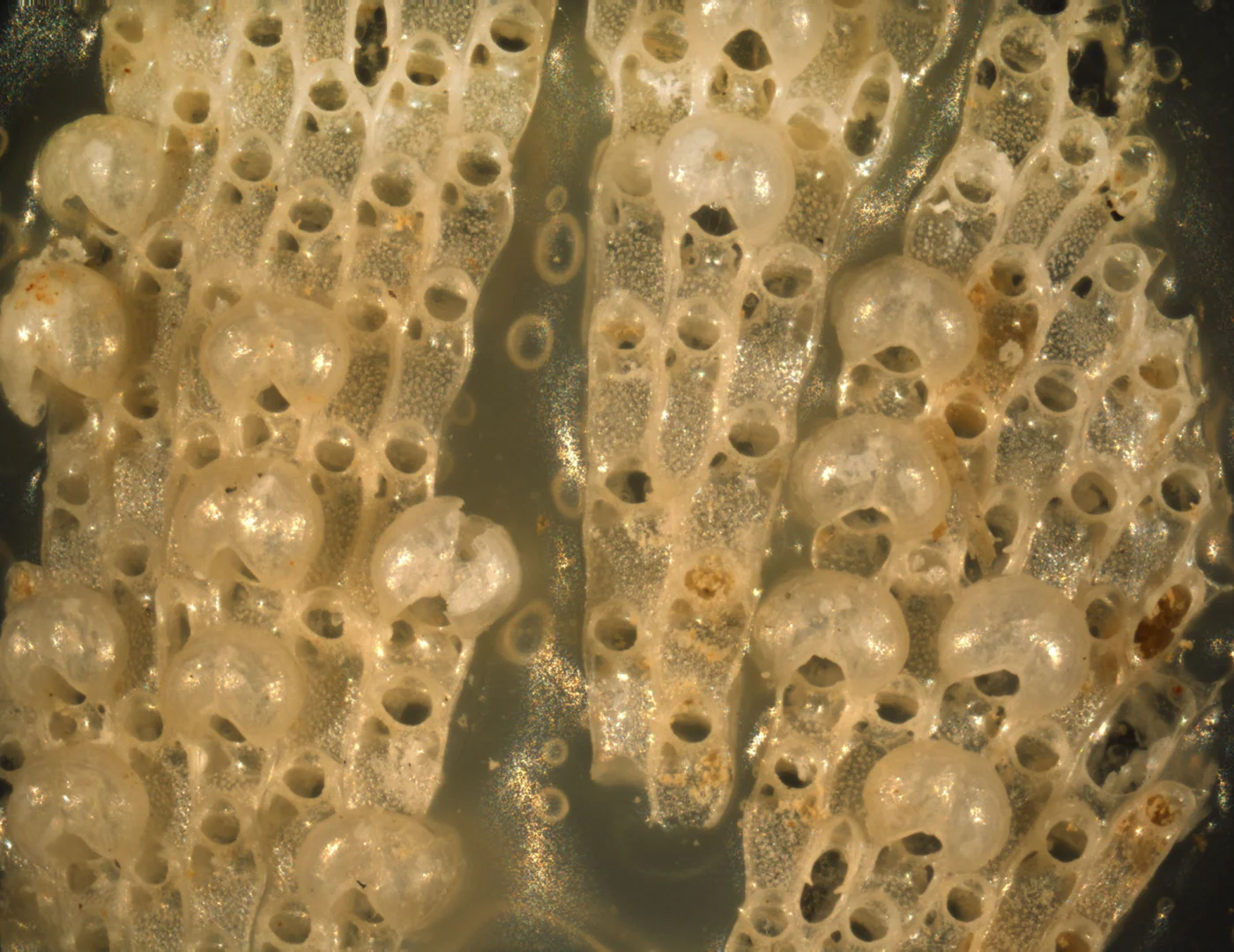 Thalamoporella sparsipunctata