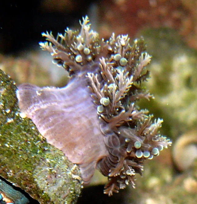 Thalassianthus senckenbergianus