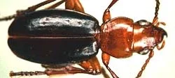 Thalassotrechus barbarae