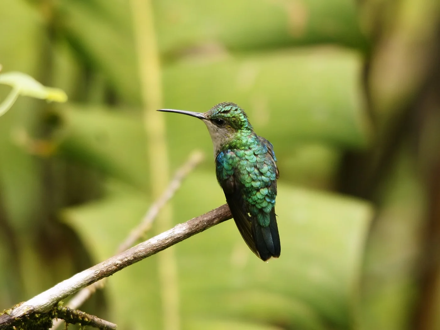 Crowned Woodnymph