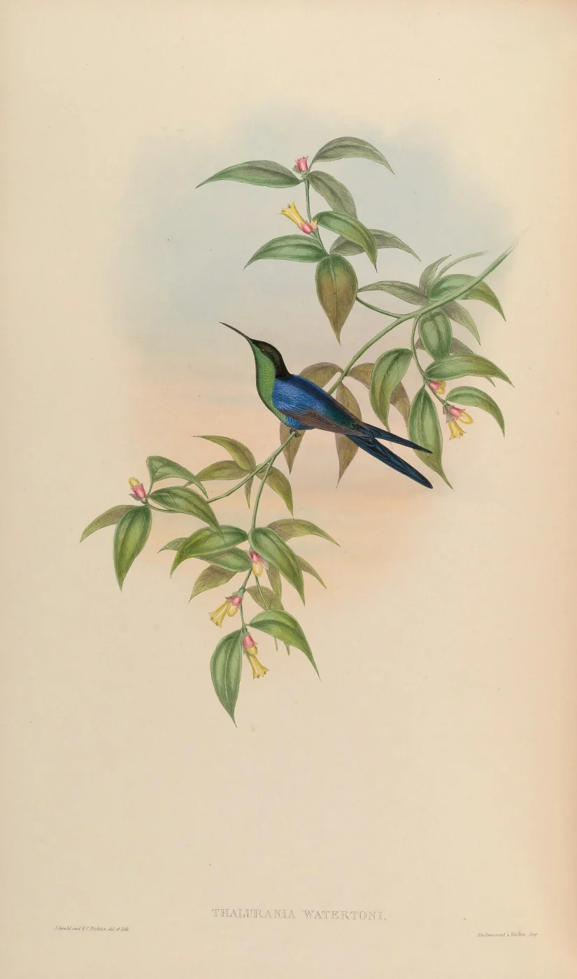 Long-tailed Woodnymph