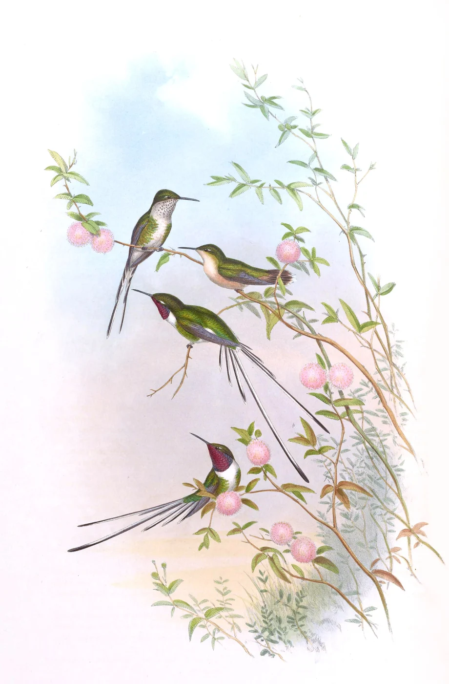 Peruvian Sheartail