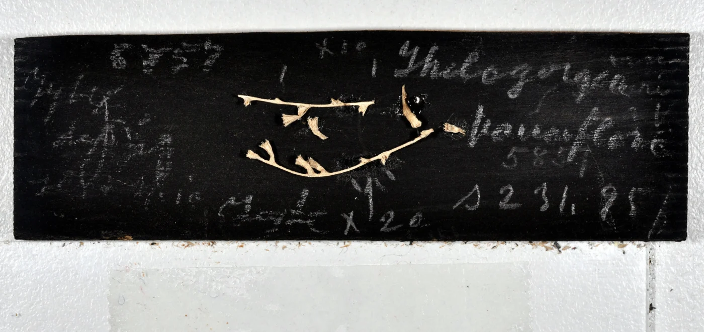 Thelogorgia longiflora